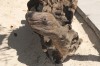 wie ein schildkroetenkopf - (c) r pattke.jpg